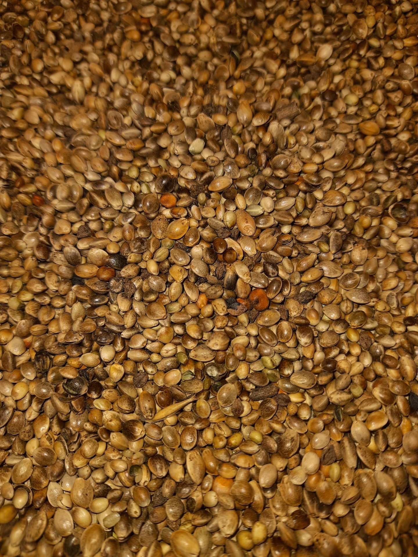 Sementes pequenas castanhas secas espalhadas uniformemente