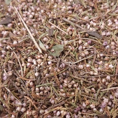 Mistura de sementes e ervas secas em tons castanhos e verdes