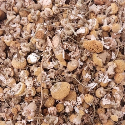 Flores secas castanho claro com caules finos numa superfície clara