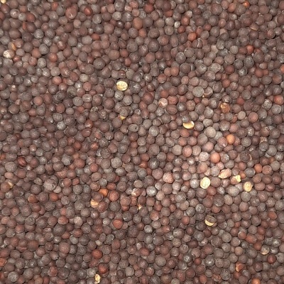 Sementes pequenas castanhas escuras espalhadas uniformemente