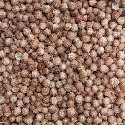 Sementes castanhas redondas, possivelmente coentros, textura riscada