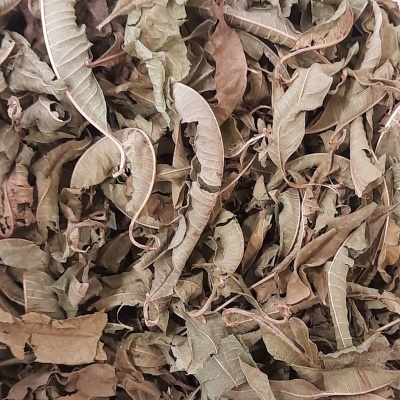 Folhas secas enrugadas e caídas em tons castanhos e verdes