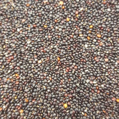 Macro sementes pequenas pretas e castanho-avermelhadas
