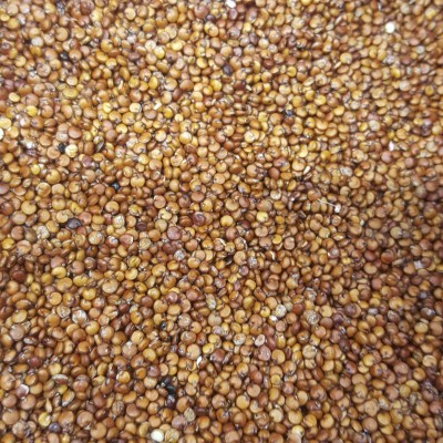 Grãos pequenos castanhos claros a escuros em grande quantidade