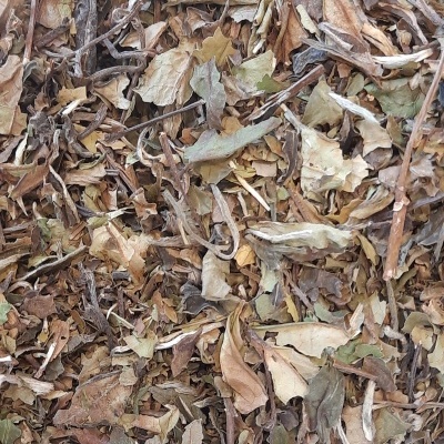 Mistura de folhas secas de tons castanhos, bege e verde