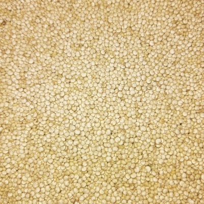 Grão de quinoa cru amarelado