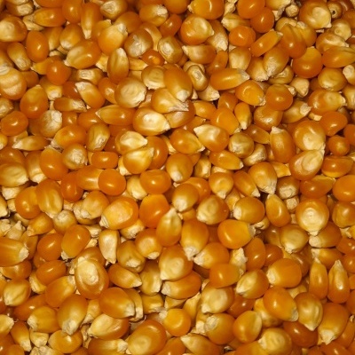 Grãos de milho secos amarelo-laranja