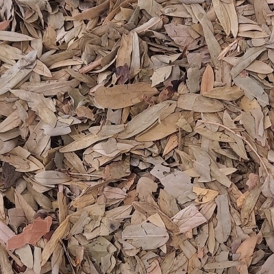 Folhas secas castanhas e bege no chão