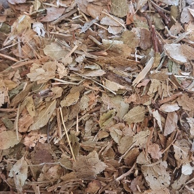 Folhas secas e pequenos ramos dentro de recipiente transparente