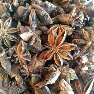 Várias vagens secas de anis-estrelado castanhas com textura rugosa