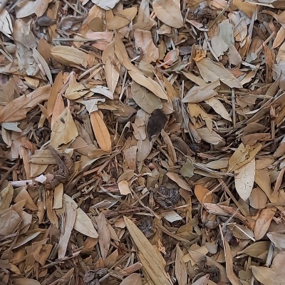 Folhas secas castanhas e bege com texturas crocantes