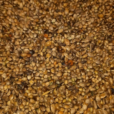 Sementes pequenas castanhas secas espalhadas uniformemente