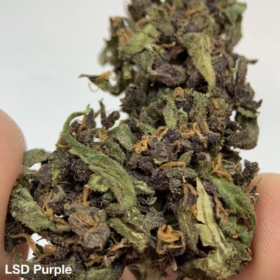 Flor seca de cannabis com cores castanhas e verdes segurada entre dedos