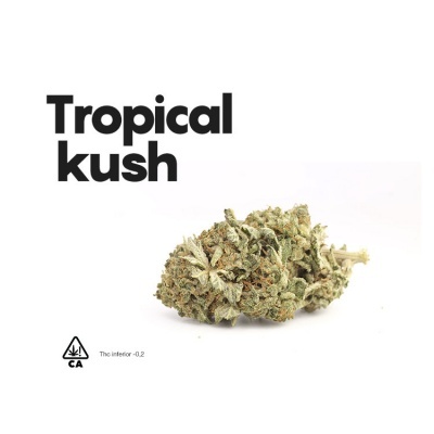 Flor seca de cannabis com texto Tropical kush sobre fundo branco
