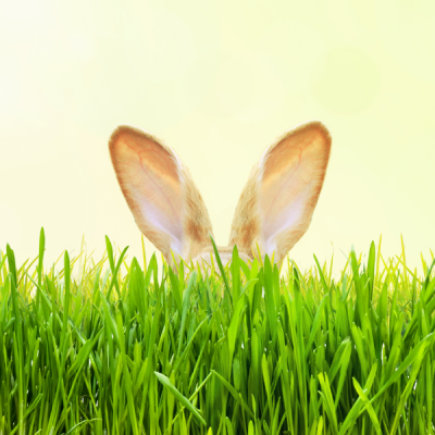 Orelhas de coelho a sair de relva verde com fundo amarelo claro