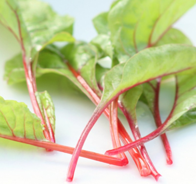 Folhas verdes com talos vermelhos em fundo branco