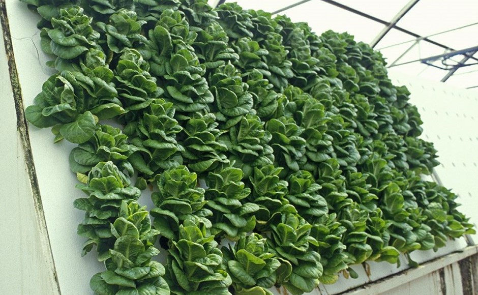 Painel vertical com plantas verdes em estrutura branca