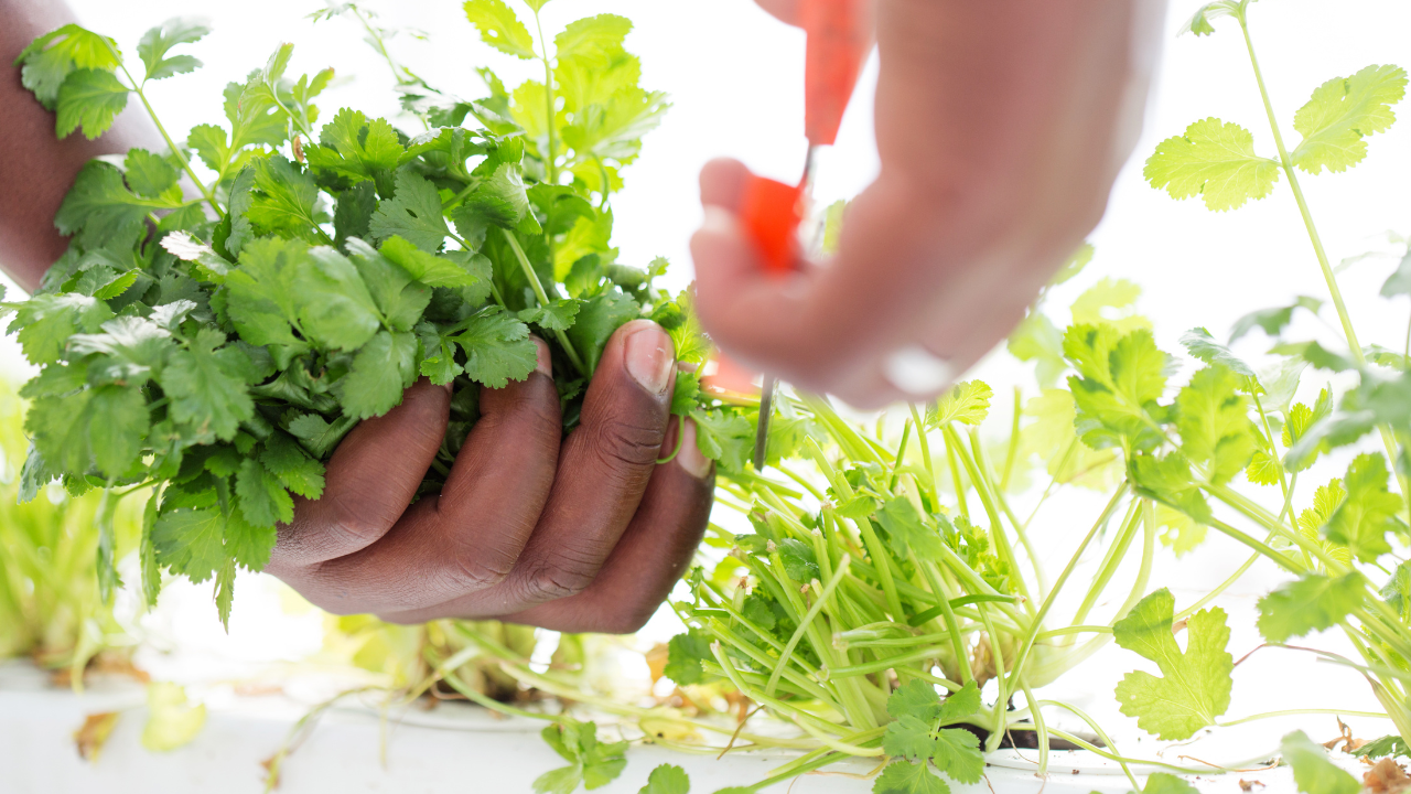 cultivo hidrop&oacute;nico Diciembre