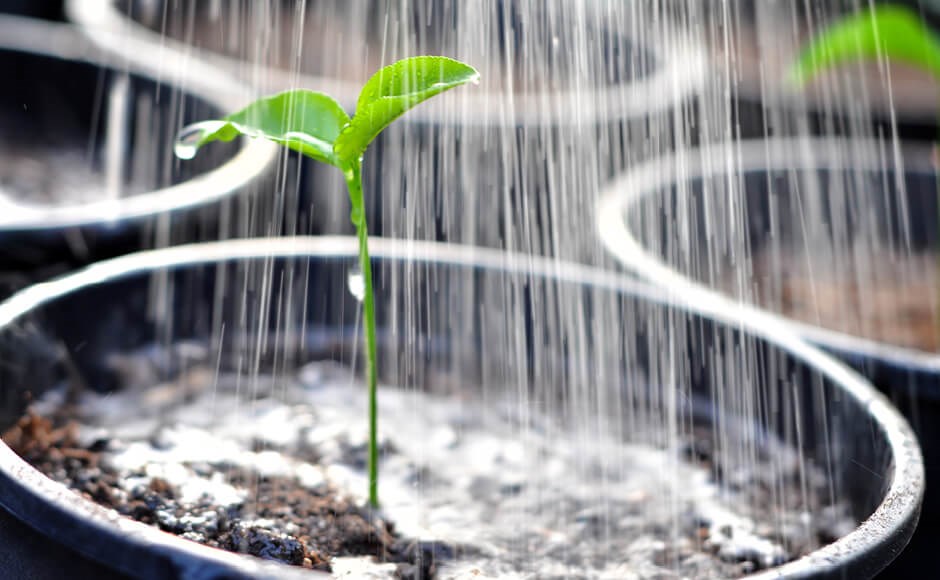 Pequena planta numa vaso preto com gotas de água a cair