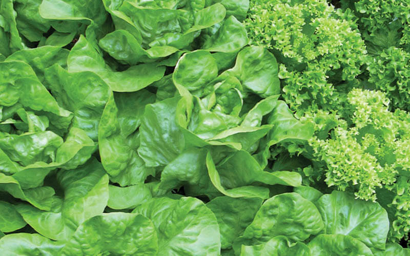 nitr&oacute;geno hidropon&iacute;a