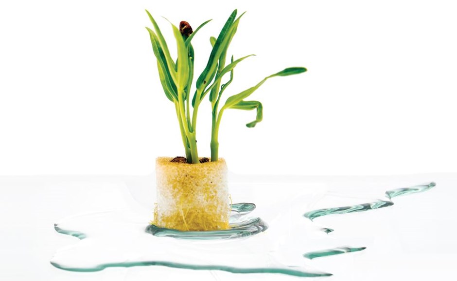 ¿Cuál es el límite de agua? Planta verde em cubo amarelo translúcido com manchas de água ao redor