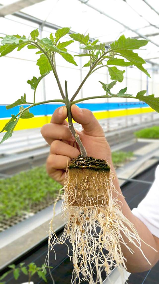 Tablero Espuma Fenólica 5x5x5 Muda de planta com raízes expostas numa mão dentro de estufa.