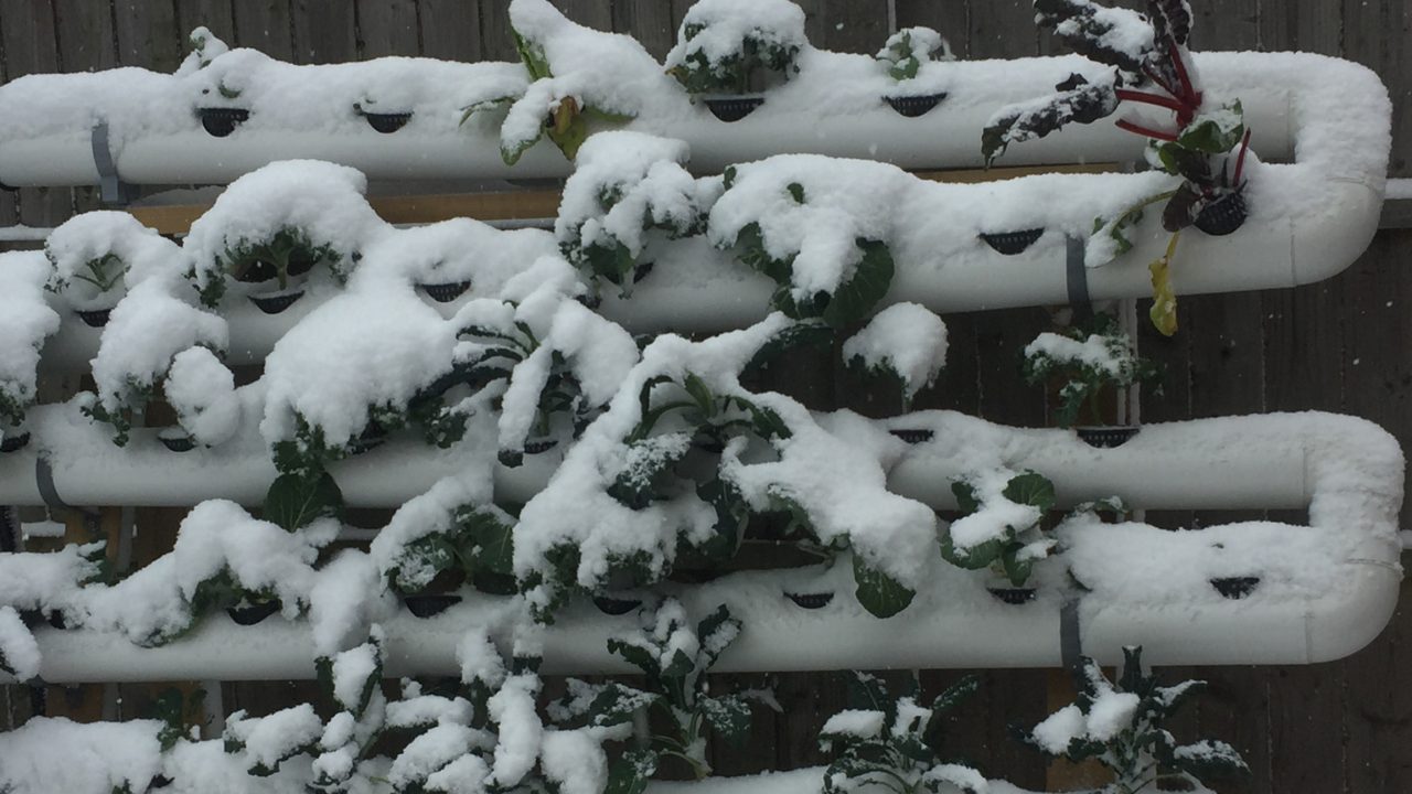 Jardineira vertical com plantas verdes cobertas de neve na parede