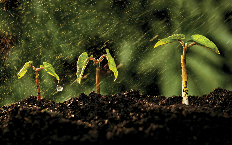 amino&aacute;cidos hidropon&iacute;a