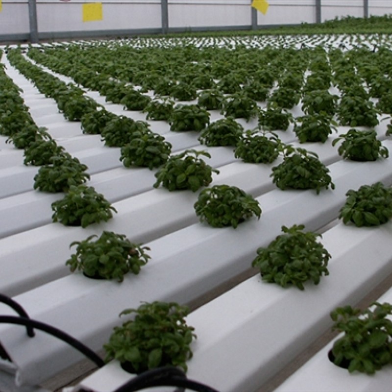 Estufa com cultivo hidropônico em fileiras de plantas verdes sobre plataformas brancas