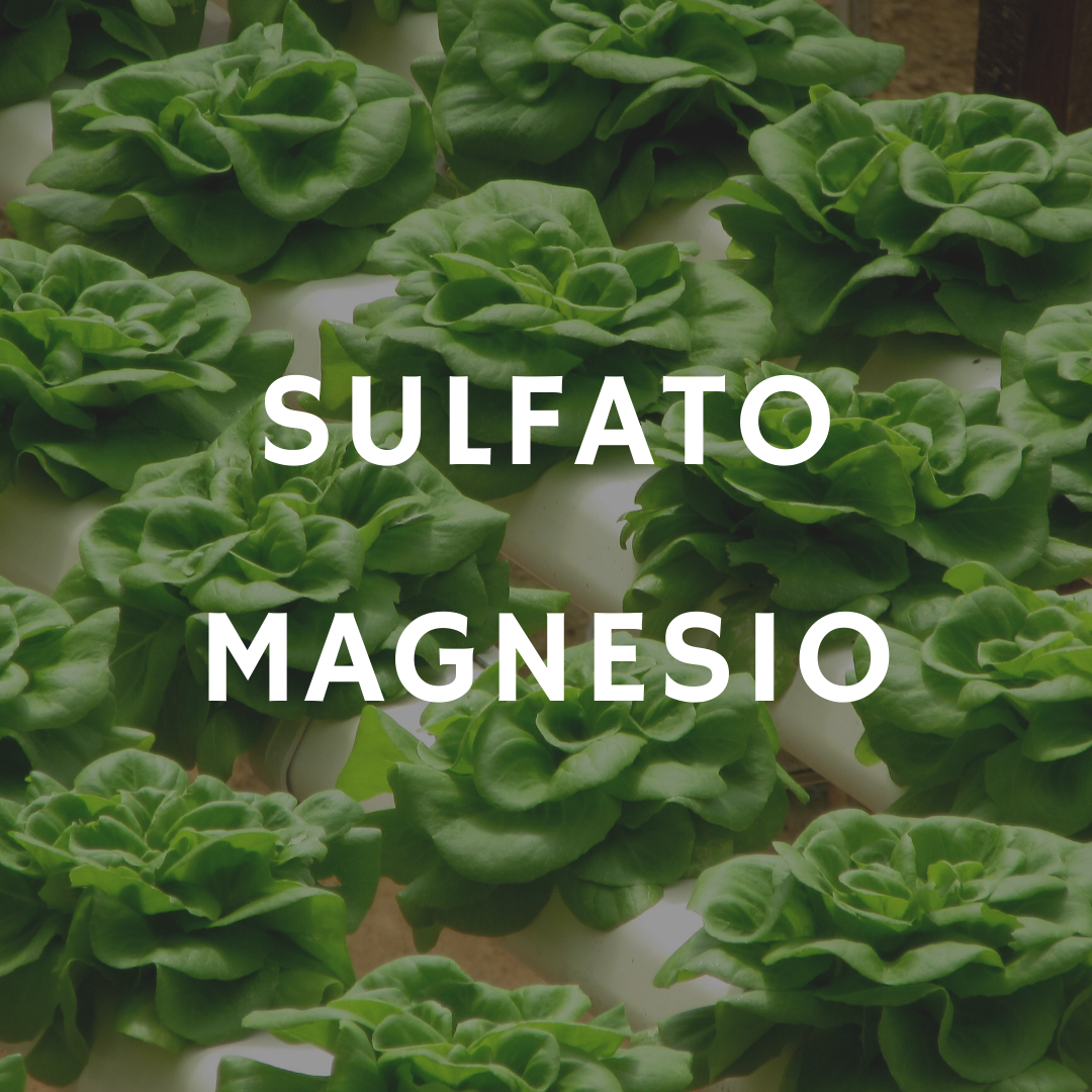 1 kg de Magnesio Cabeças de alface verde com texto 'SULFATO MAGNESIO'