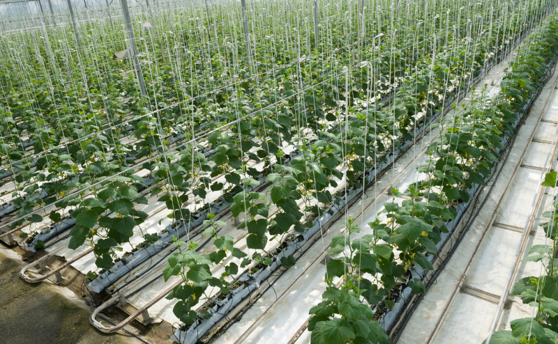 Estufa com plantas verdes cultivadas em fileiras e suporte de cordas brancas