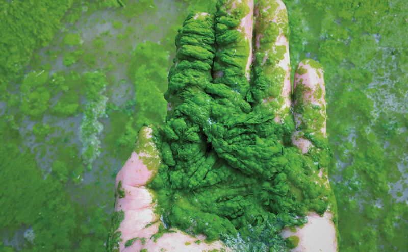 Mão segurando massa viscosa verde parecida com algas