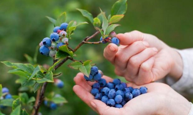 Arandanos en Hidropon&iacute;a