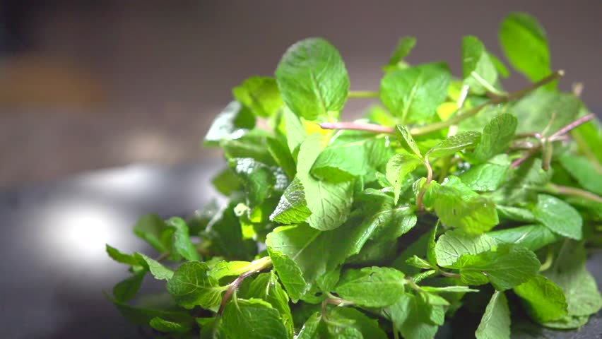 Plantas medicinales Hidropónicas Ramo de hortelã verde fresca em superfície metálica cinza