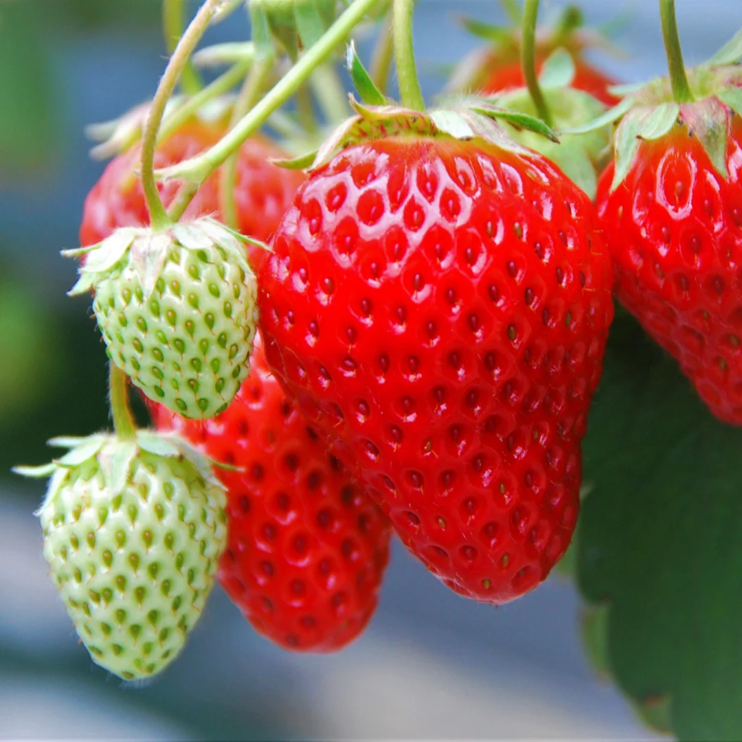 fresas en aeropon&iacute;a