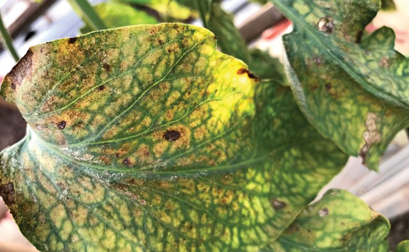 Folhas verdes com manchas amarelas e marrons em ambiente externo