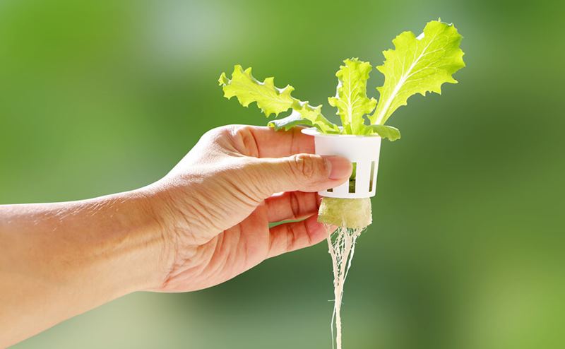 Mão a segurar vaso pequeno com planta verde e raízes visíveis
