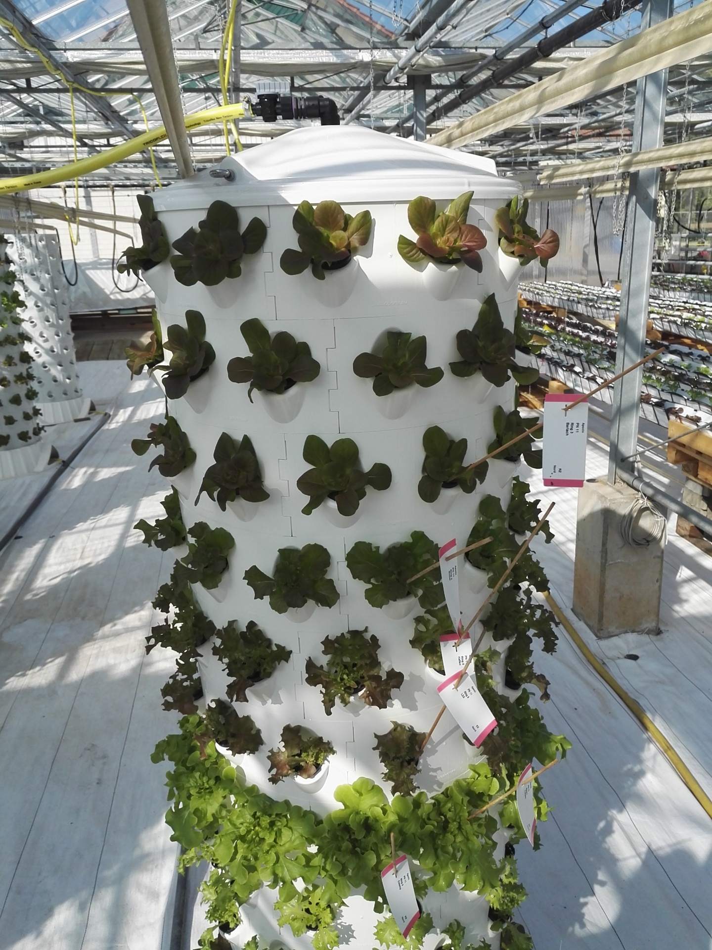 Torre Hidroponía Vertical - 120 plantas Torre hidropónica branca com plantas verdes e vermelhas numa estufa