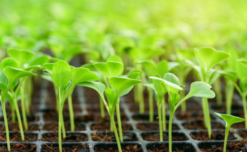 Consejos para producir plántula de calidad Pequenas plantas verdes crescendo em bandeja com terra