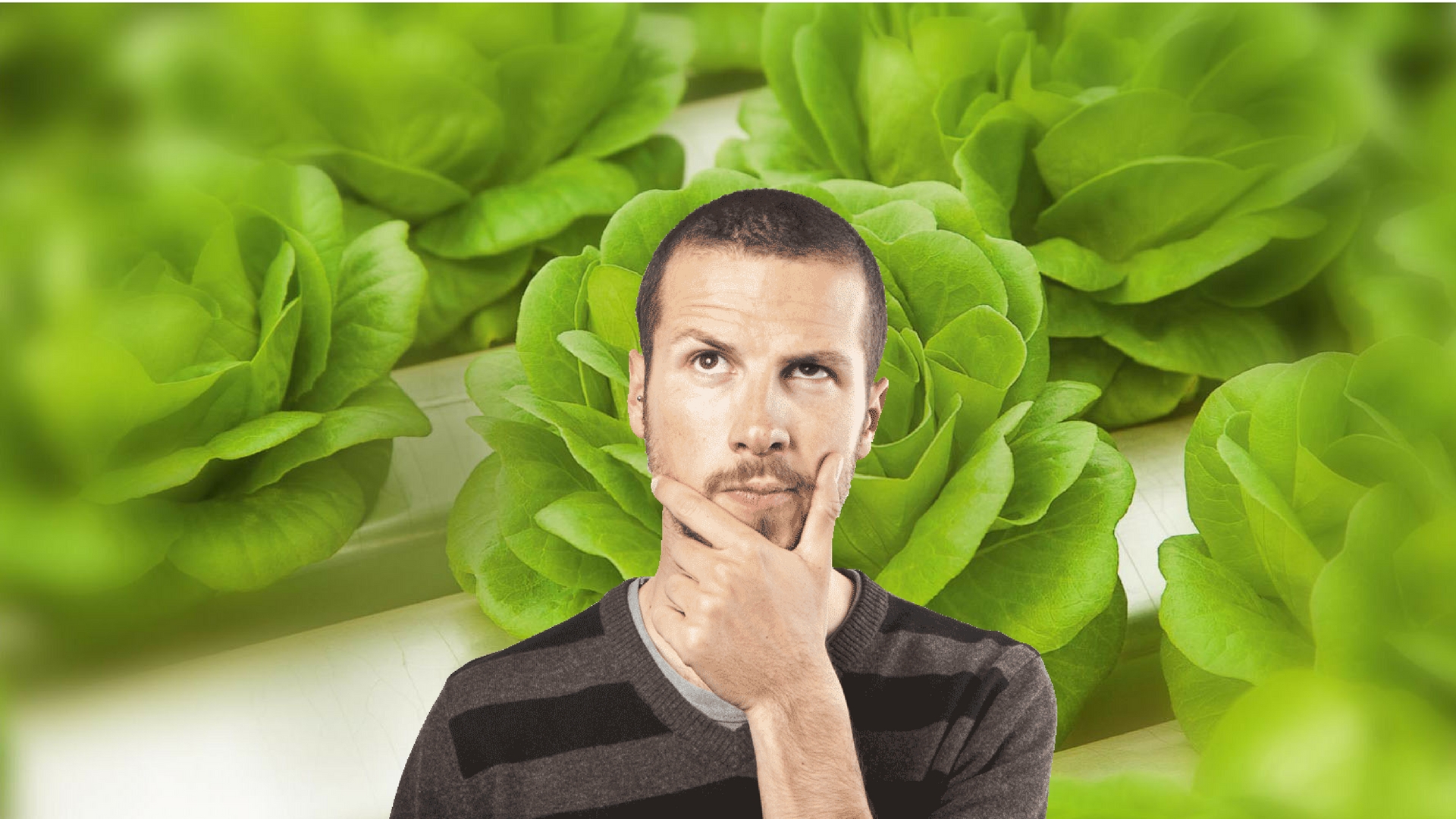 Los 7 errores más comunes de los Hidroponistas Homem pensativo com camisa listrada cinza e preta em fundo de folhas de alface verdes grandes