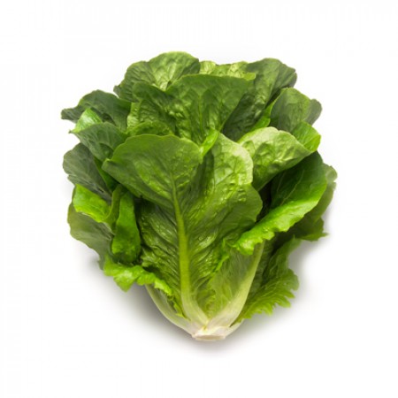Lechuga Romana MAXIMUS Alface romana fresca com folhas verdes sobre fundo branco