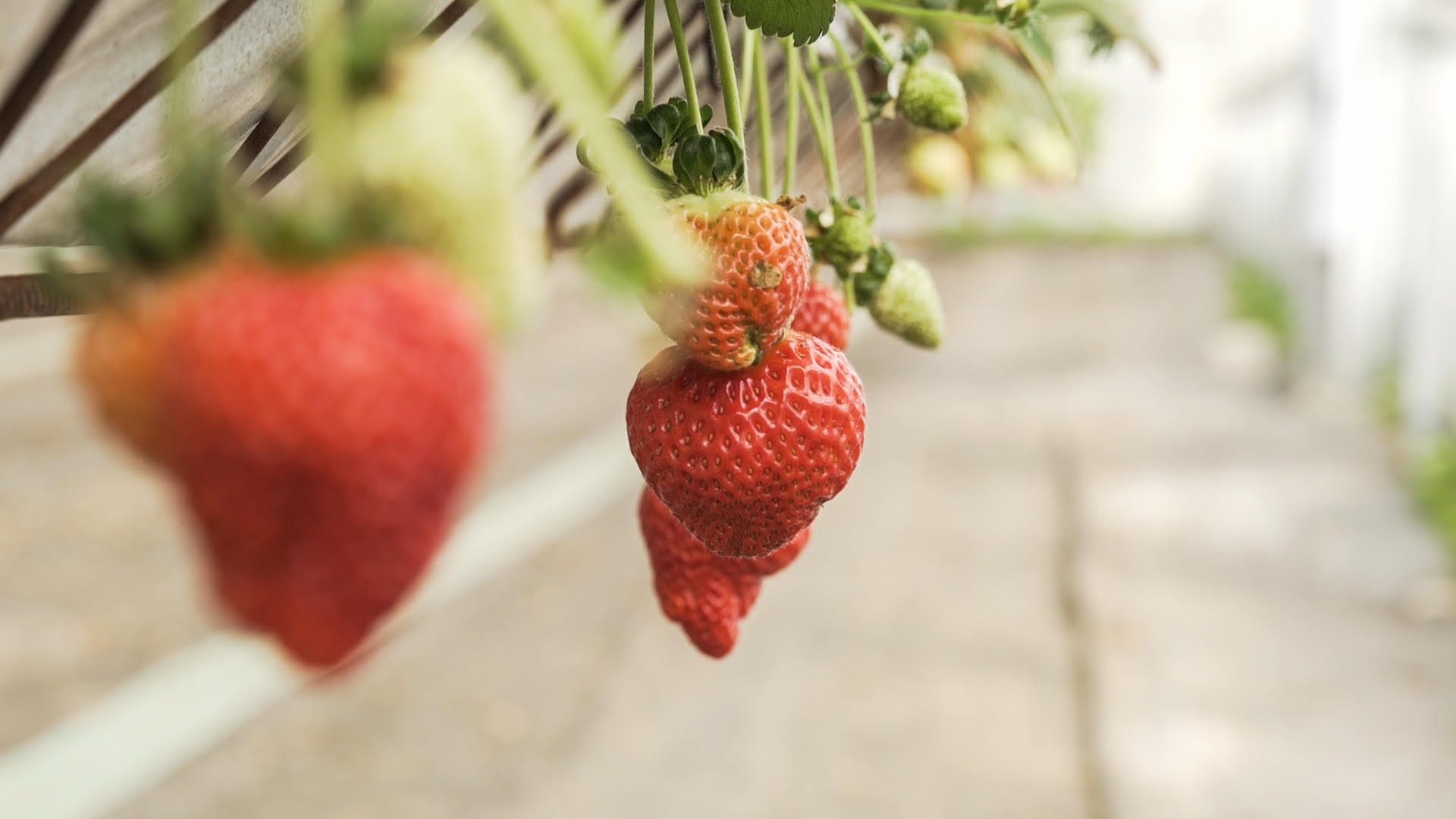 Morangos vermelhos pendurados em rebentos verdes num ambiente de estufa