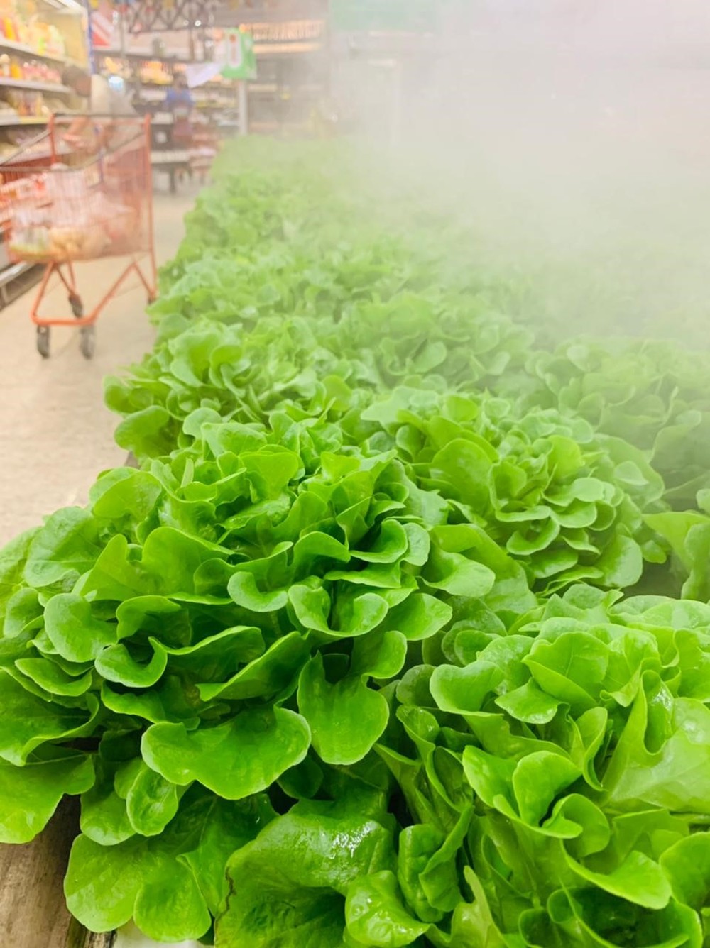 hidropon&iacute;a lechuga