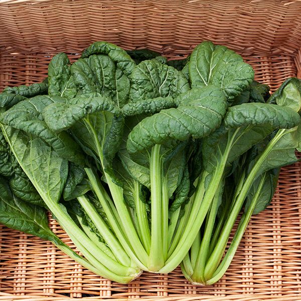 Tatsoi cultivos hidrop&oacute;nicos