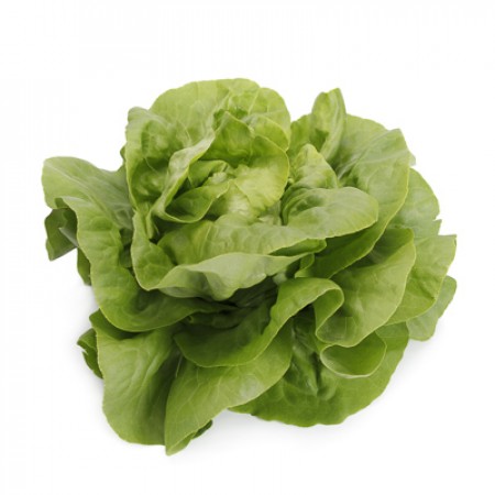 Lechuga Verde Lisa BASILIO Alface verde fresca com folhas largas
