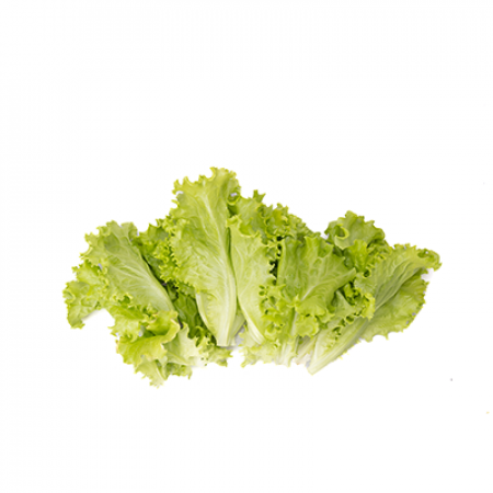 Lechuga Batavia Verde (50 un) Folhas frescas de alface verde em fundo branco