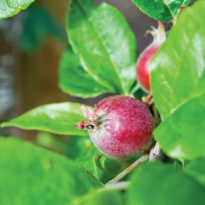 f&oacute;sforo en las plantas