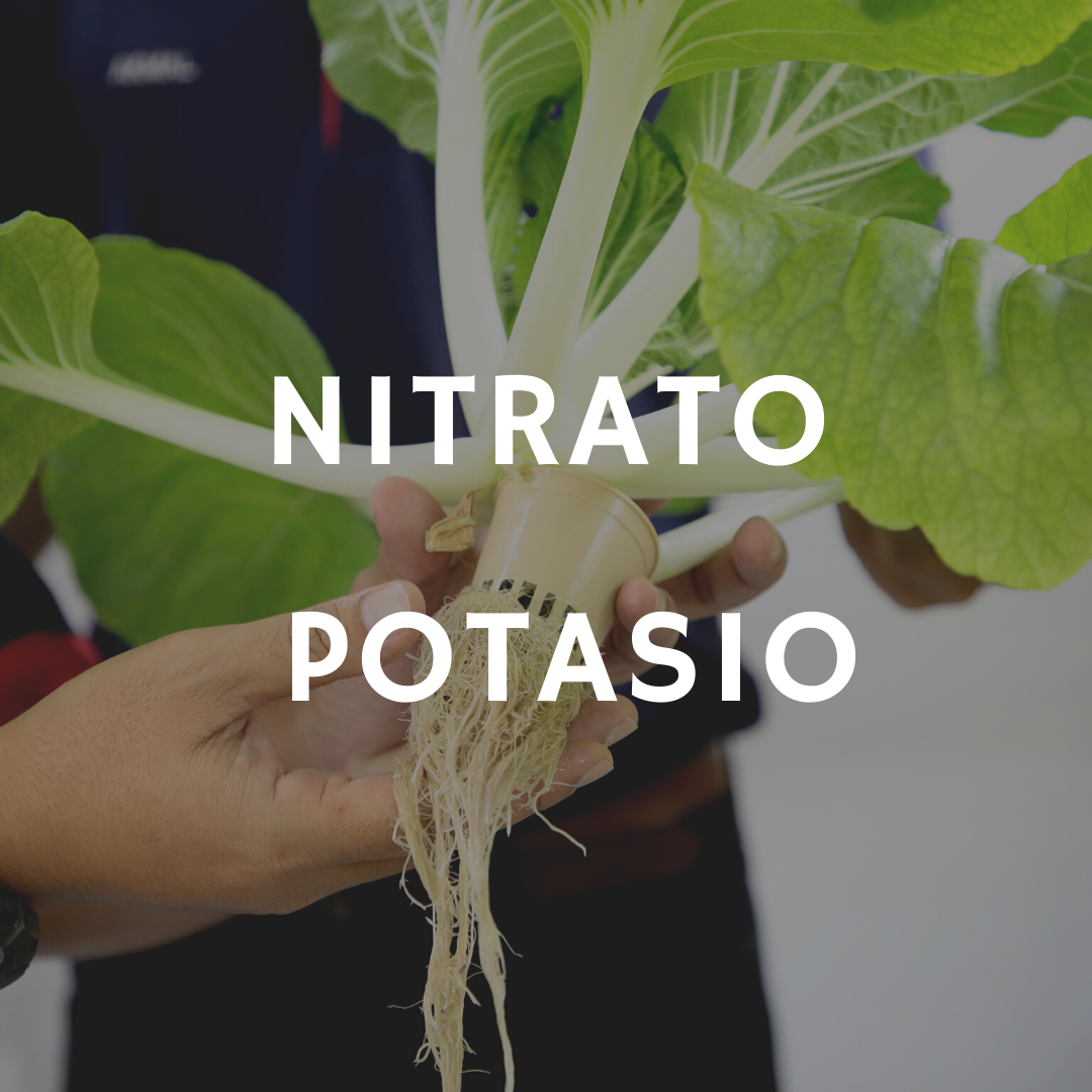 1 kg de Potasio Mão segurando planta hidropónica com raízes e texto NITRATO POTASIO