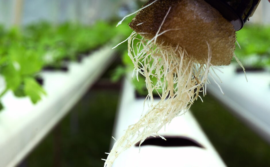 Los beneficios de los exudados de raíz Raízes brancas finas em sistema hidropónico branco com plantas verdes ao fundo