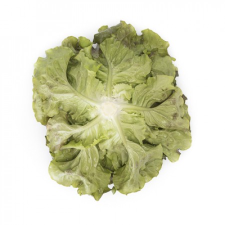 Lechuga Batavia Roja CLARINSKI Alface verde fresca com folhas largas e enrugadas